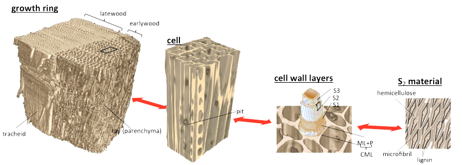 Enlarged view: growth ring