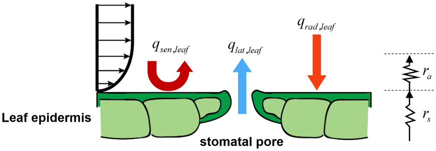 Leaf energy balance model. 